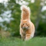 猫咪尾巴能够分段独立运动的原理是什么？