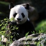 再见了“欢欢”和“圆仔” ！