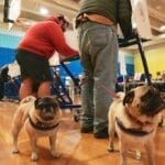 局外人马姆达尼成为纽约市长热门人选 特朗普呼吁票投科莫